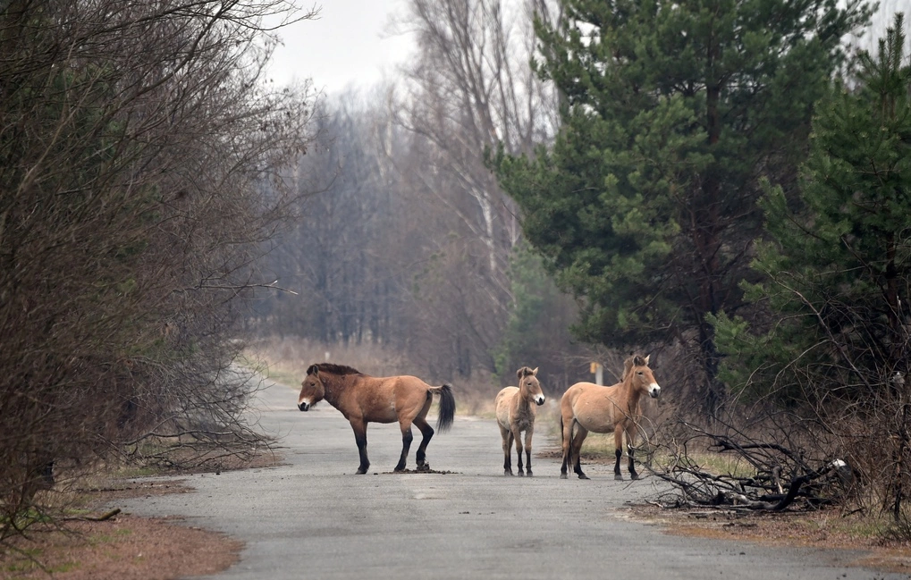 Ngựa Przewalski lang thang gần một con đường rừng trong khu vực Chernobyl tháng 4/2021. Ảnh: AFP