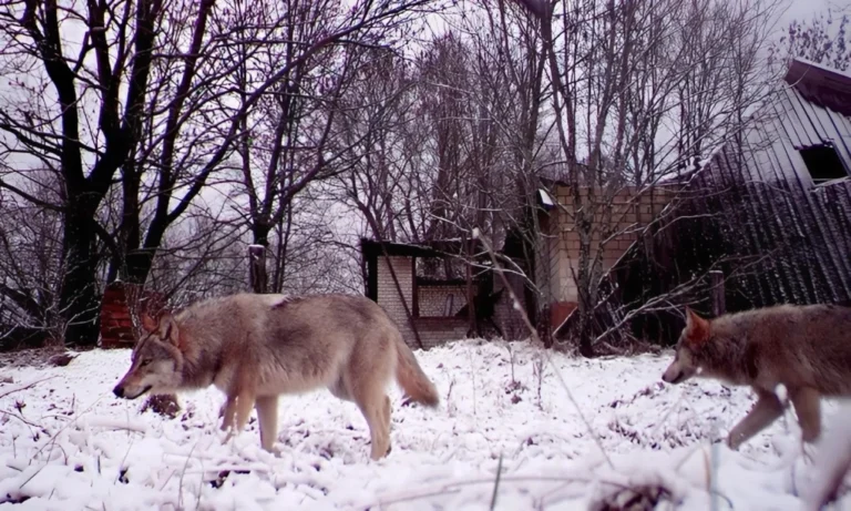 Động vật quý hiếm phát triển mạnh ở Vùng cấm Chernobyl