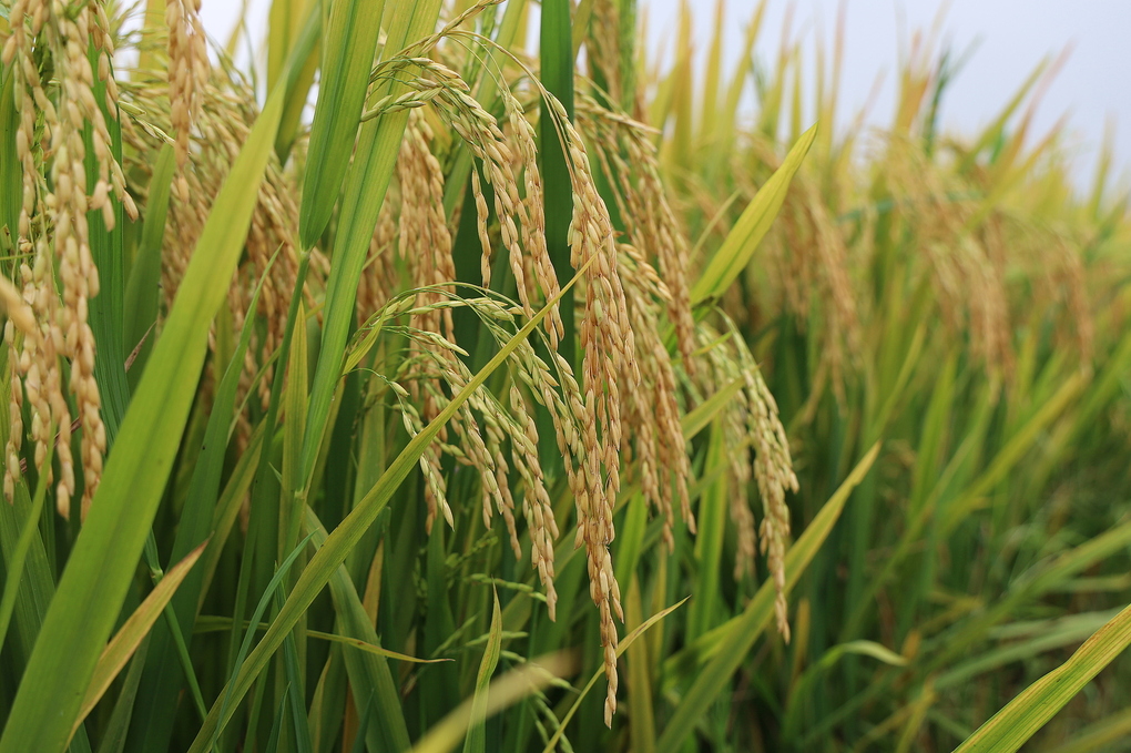 Ruộng lúa canh tác theo chương trình canh tác lúa giảm phát thải tại Đồng Tháp. Ảnh: Nhân vật cung cấp