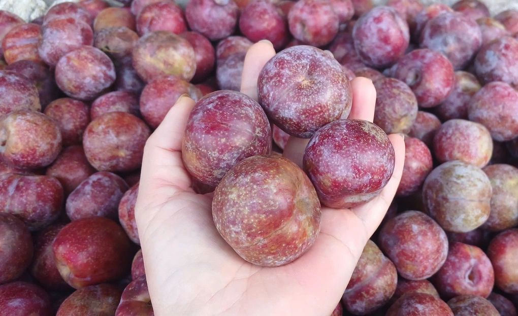 Nhiều loại trái cây 'rẻ như rau'