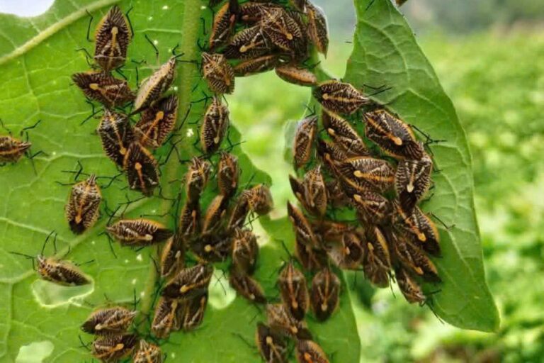 6 người nhập viện nghi do ăn bọ xít