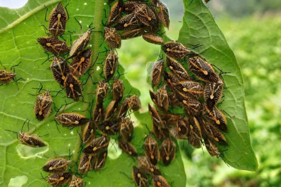 6 người nhập viện nghi do ăn bọ xít