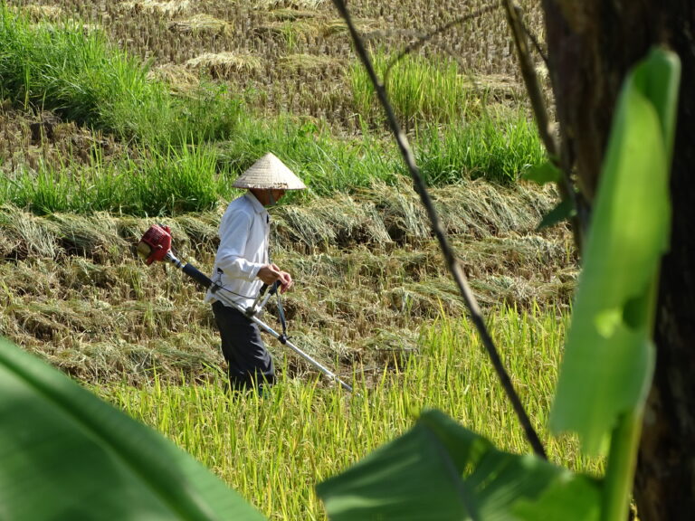 Cổ phiếu Lộc Trời bị đình chỉ giao dịch từ 26/6: nhà đầu tư cần biết gì?