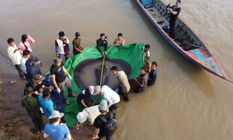 Các nhà nghiên cứu đo kích thước của con cá đuối khổng lồ trước khi thả xuống sông. Ảnh: Fishbio