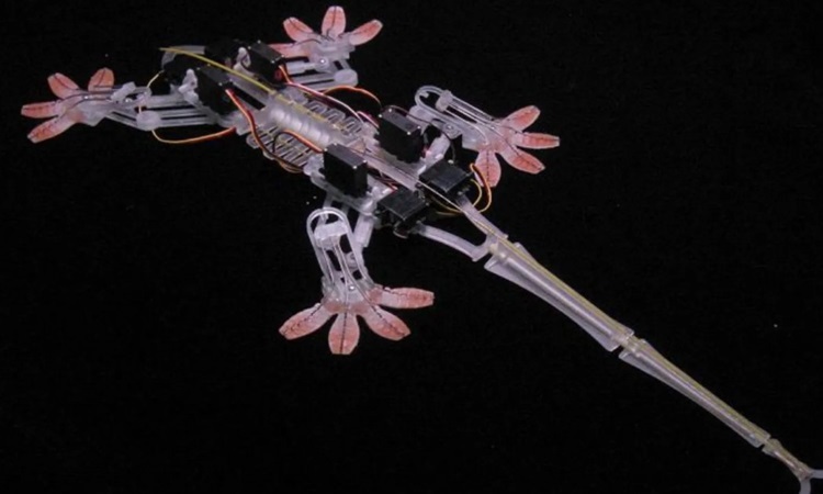 Robot Stickybot. Ảnh: Mark Cutkosky/Đại học Stanford