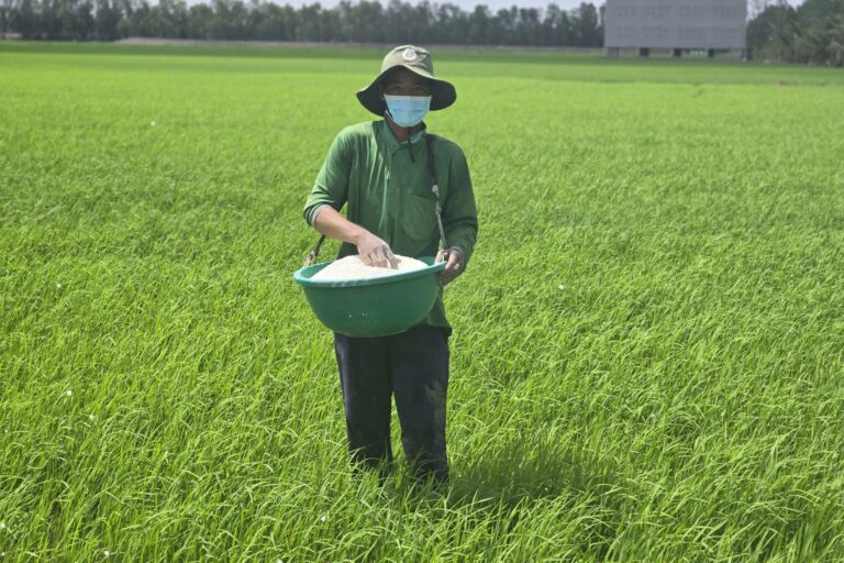 Giá gạo châu Á tăng mạnh nhất gần 20 năm, cơ hội nào cho Việt Nam?