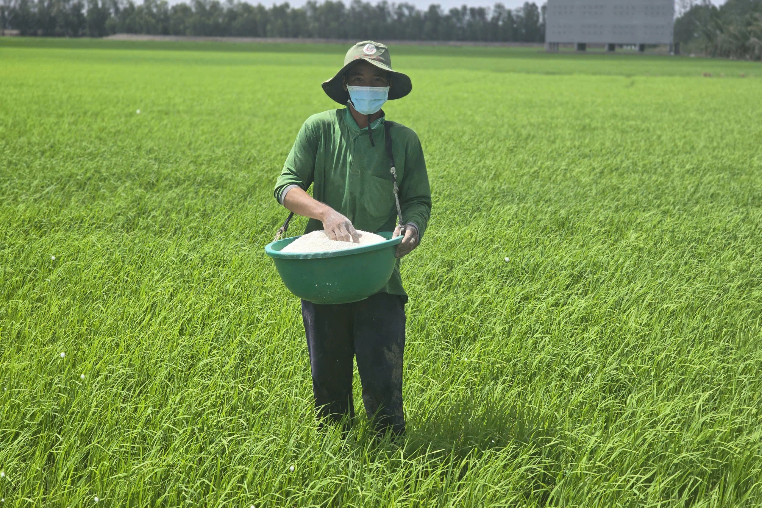 Giá gạo châu Á tăng mạnh nhất gần 20 năm, cơ hội nào cho Việt Nam?