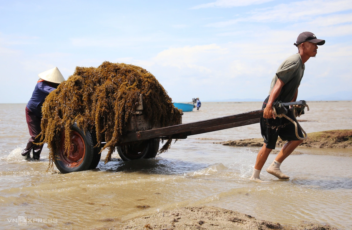 Rong chất đầy trên xe được chuyển lên bãi cát, trải thành từng lớp dài phơi khô.