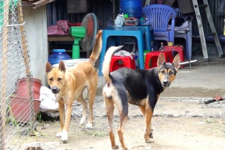 Chó mắc bệnh dại cắn 12 người ở Đồng Nai
