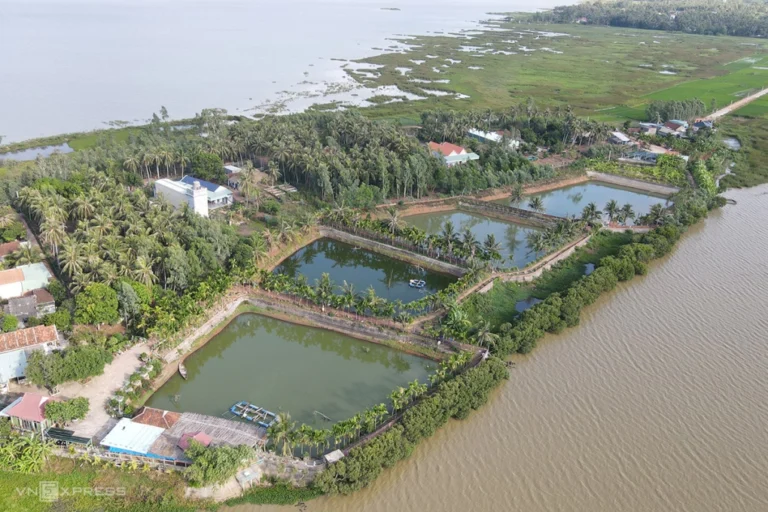 Người đưa cá chình trở lại đầm Trà Ổ