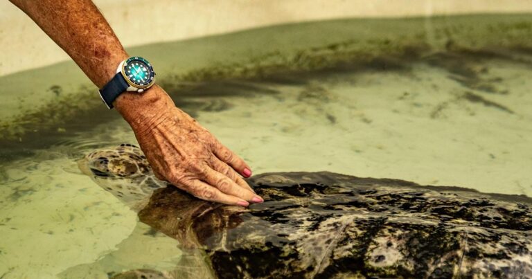 Seiko Prospex Kame: chiếc Turtle gắn với câu chuyện cứu hộ rùa biển