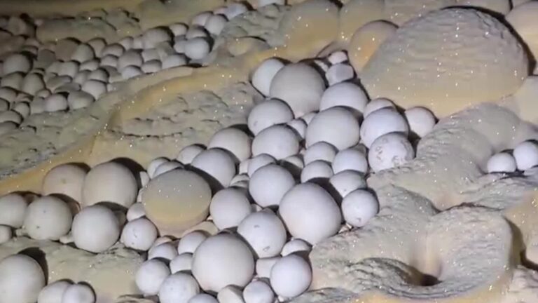 Hàng trăm ngọc động ở Phong Nha – Kẻ Bàng