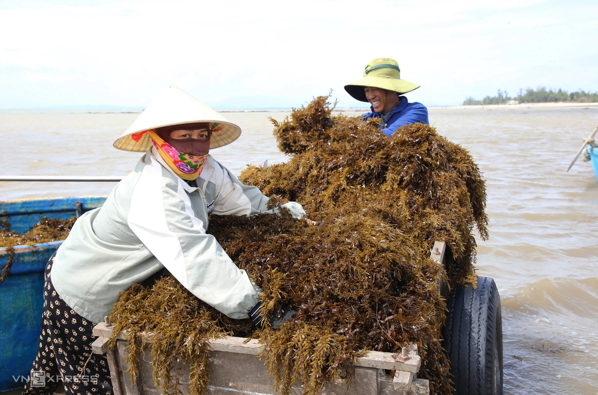 Trên bờ, những người vợ đã chờ sẵn để phụ giúp. Khi thuyền cập bến, họ nhanh tay chuyển từng mẻ rong từ thuyền lên xe kéo, đưa về nơi sơ chế và phơi khô.