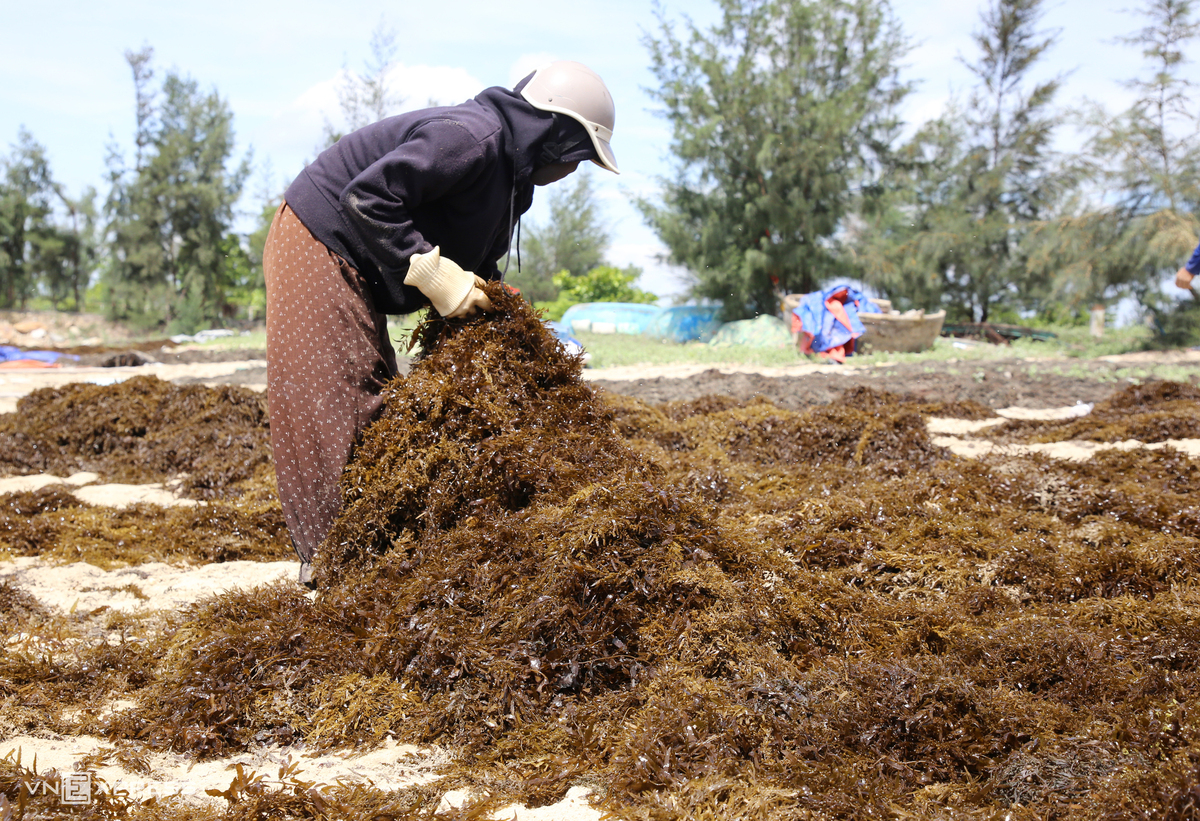Dưới cái nắng gần 40 độ C, bãi cát nóng bỏng rát, người dân đội nón, quấn kín mặt để phơi rong. Những chùm rong bám chặt vào nhau được tách rời, trải thành lớp mỏng trên cát để khô đều và giữ chất lượng.