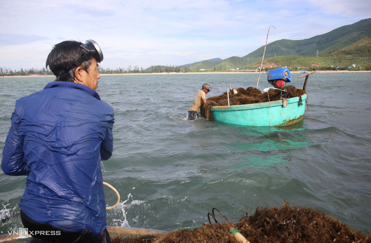 Khi bãi rong quanh thuyền đã được khai thác hết, ông Hiệu nhổ neo, di chuyển đến một rạn đá khác để tiếp tục công việc. Dưới cái nắng ngày càng gay gắt, người đàn ông 53 tuổi tranh thủ từng giờ biển còn êm. "Càng về trưa sóng càng lớn, không thể lặn được nữa nên phải tranh thủ lúc trời còn ít gió", ông nói.