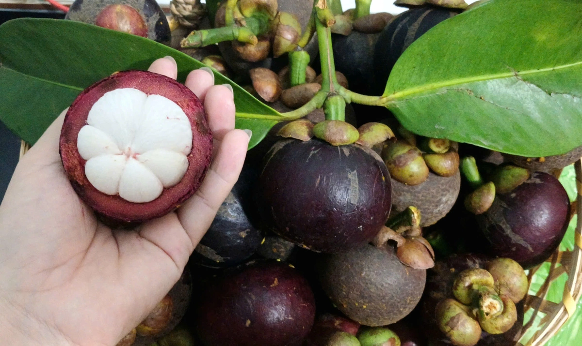 Măng cụt được mùa, giá xuống đáy