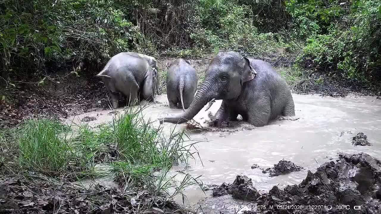 Đàn voi tắm bùn trong rừng Mã Đà
