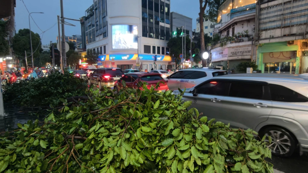 Tán cây đè hiện trường cây ngã. Ảnh: Đình Văn