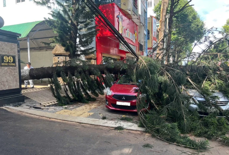 Tùng cổ thụ cao hơn 20 m đè hai ôtô