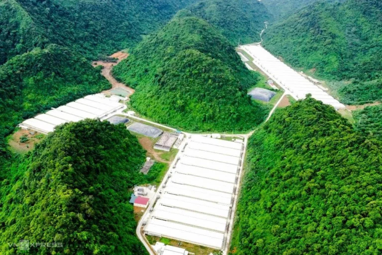 Ba người tử vong do tai nạn trong trang trại chăn nuôi