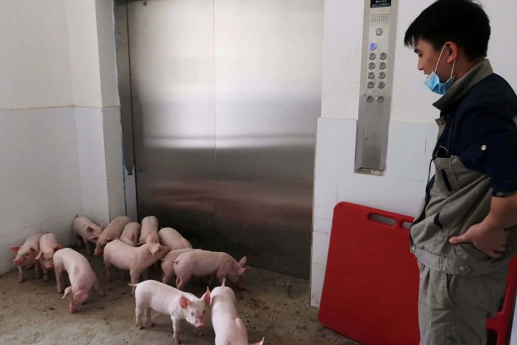 Công nhân đợi thang máy trong một chung cư nuôi lợn tại Quảng Tây (Trung Quốc) tháng 3/2018. Ảnh: Reuters