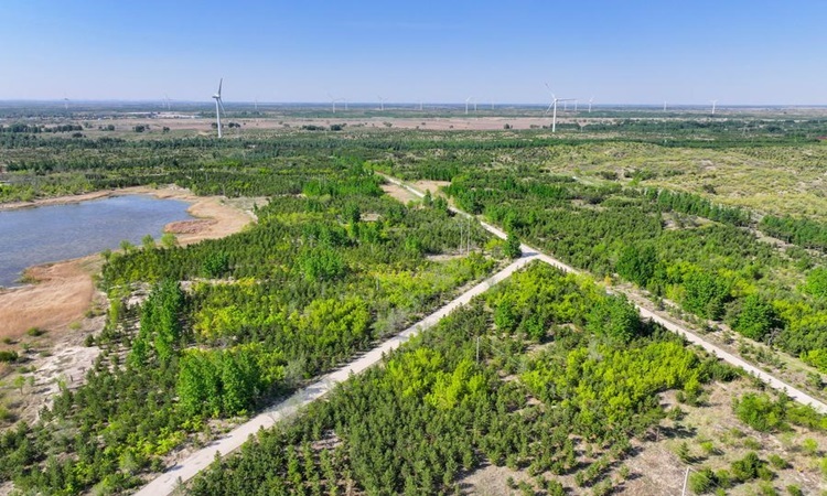 'Vạn lý Trường thành Xanh' biến sa mạc thành bể chứa carbon