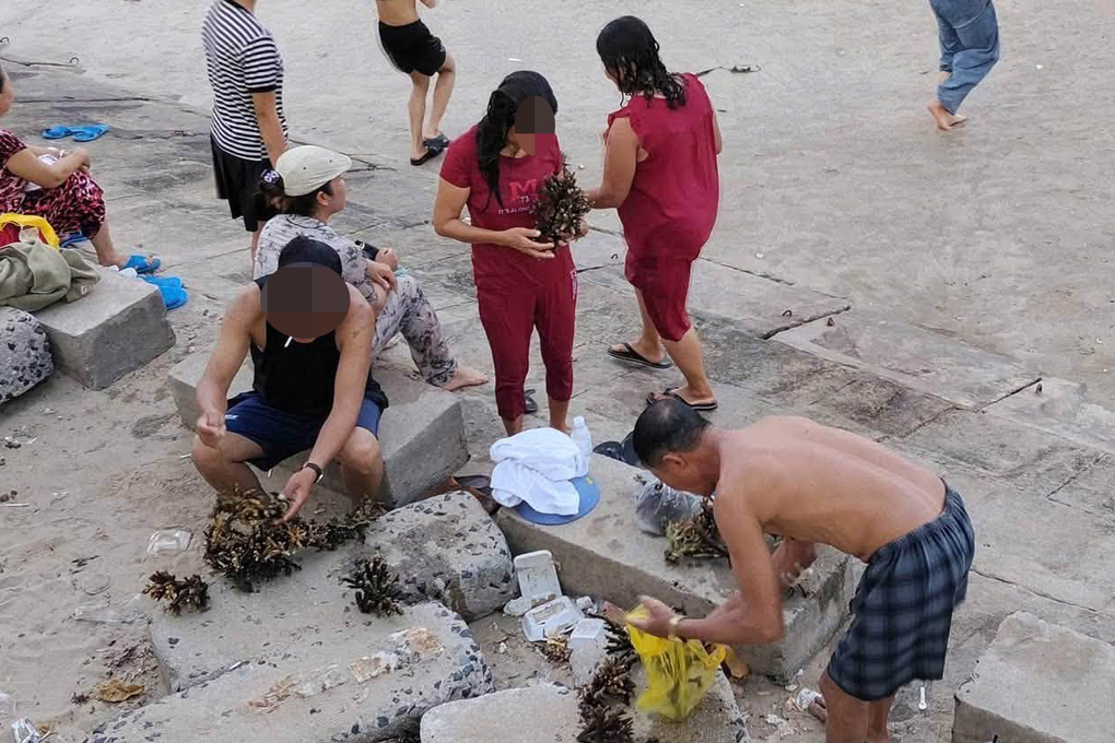 Xác minh nhóm du khách bẻ san hô ở biển Nha Trang