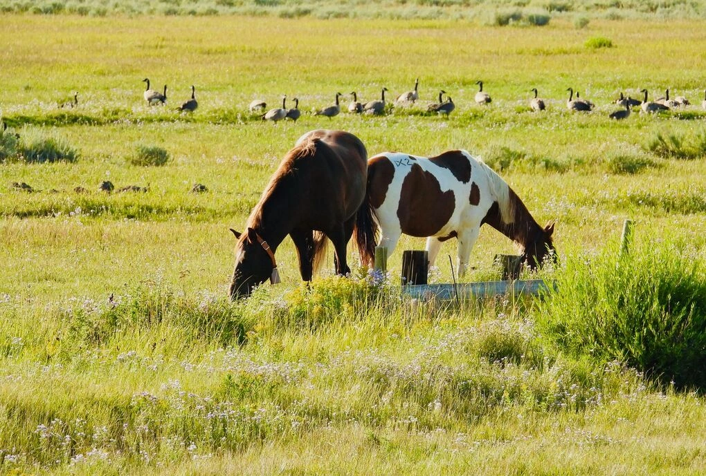 Hai con ngựa trên một cánh đồng ở Wyoming. Ảnh: Pexels