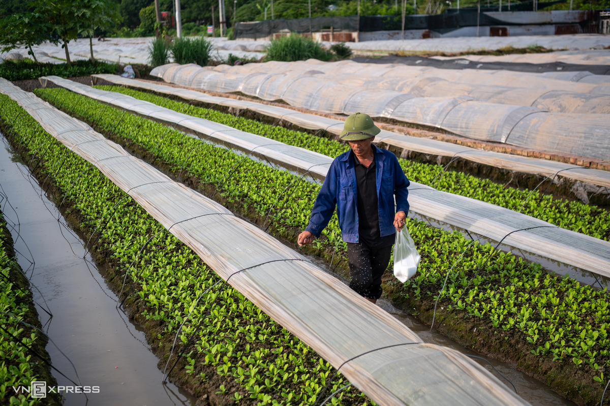 Quá trình đô thị hóa khiến diện tích đất nông nghiệp ở Phúc Thịnh thu hẹp, song sản xuất vẫn được duy trì tại các vùng ven đô và khu vực chưa chuyển đổi mục đích sử dụng đất. Người dân tập trung phát triển rau màu, cây ăn quả, hoa, cây cảnh kết hợp chăn nuôi quy mô nhỏ, góp phần duy trì sinh kế và cung ứng nông sản cho thị trường.