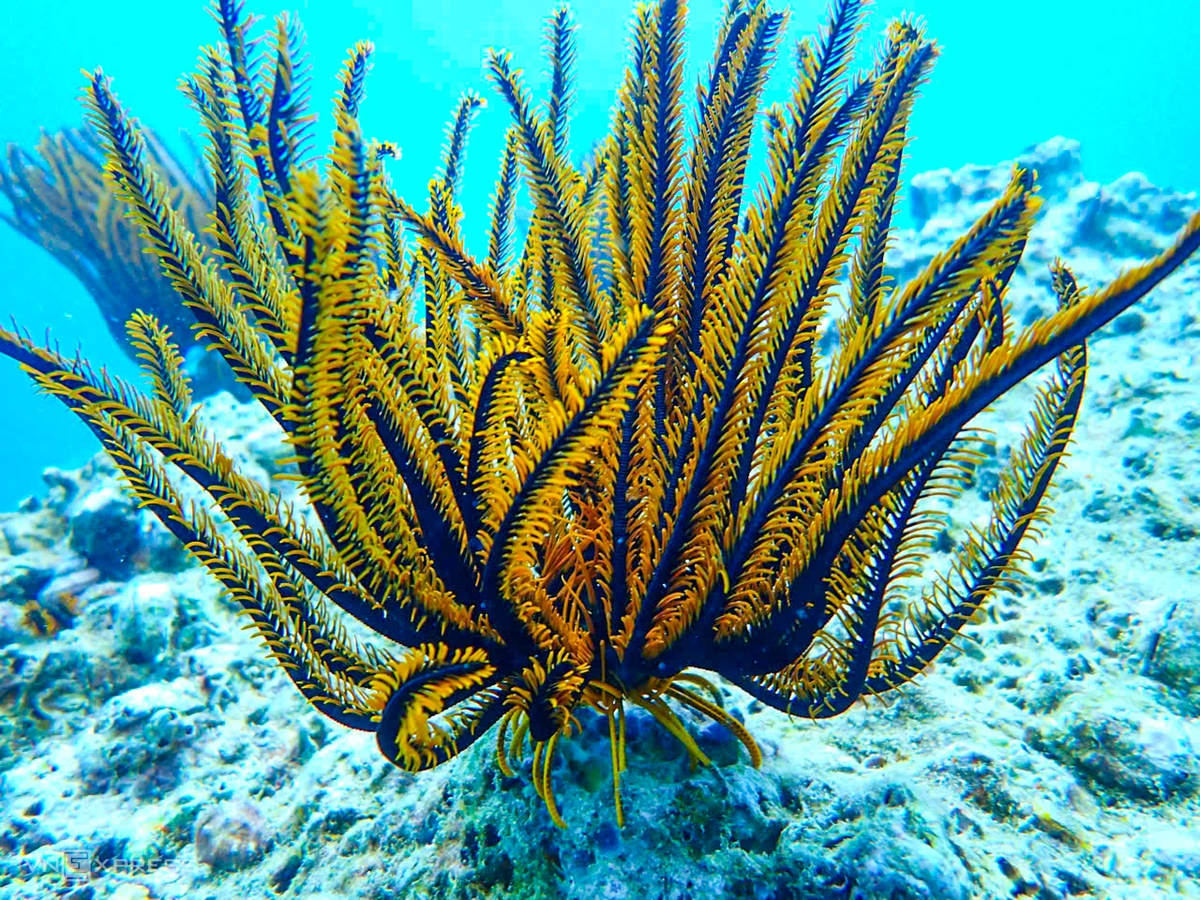Huệ biển tại rạn san hô Hòn Chồng thuộc lớp Crinoidea, ngành Da gai. Loài này phân bố từ vùng nước nông đến biển sâu; các loài không có cuống còn được gọi là "sao biển lông".