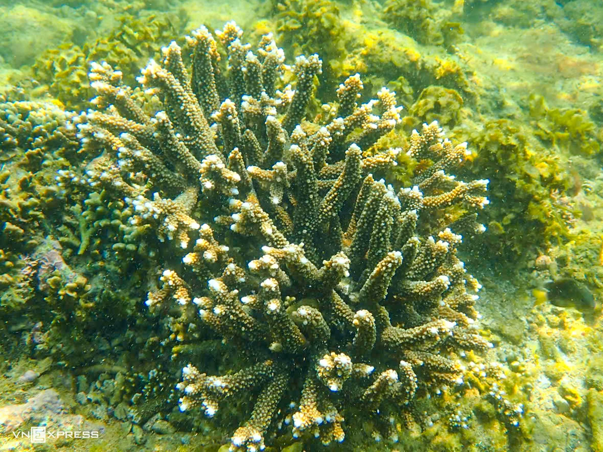 San hô gai nhỏ, còn gọi là san hô sừng Acropora, chiếm ưu thế tại vùng biển Hòn Chồng - Đặng Tất. Mới đây, hai nam du khách 50 và 62 tuổi bị phạt mỗi người 25 triệu đồng vì bẻ tổng cộng 10,5 kg san hô sừng tại khu vực này. Cuối năm 2022, UBND tỉnh Khánh Hòa ban hành kế hoạch phục hồi vịnh Nha Trang đến năm 2030, đặt mục tiêu tăng hiệu quả quản lý thông qua phối hợp liên ngành, liên vùng và sự tham gia của doanh nghiệp, đơn vị liên quan; đồng thời phục hồi các rạn san hô bị suy thoái.