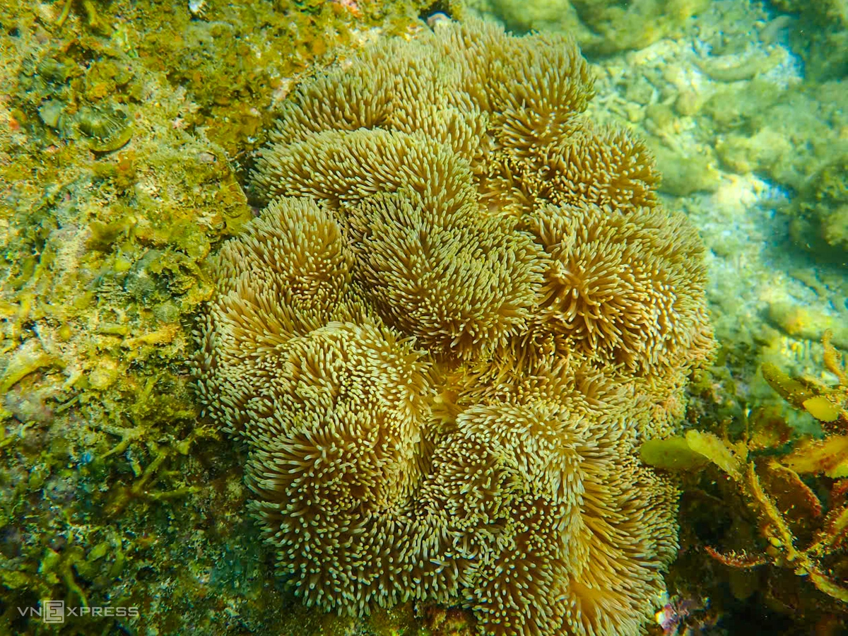 Huệ biển tại rạn san hô Hòn Chồng thuộc lớp Crinoidea, ngành Da gai. Loài này phân bố từ vùng nước nông đến biển sâu; các loài không có cuống còn được gọi là "sao biển lông".