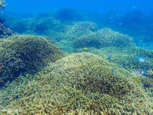 'Rừng' san hô ở Nha Trang từng bị du khách xâm hại