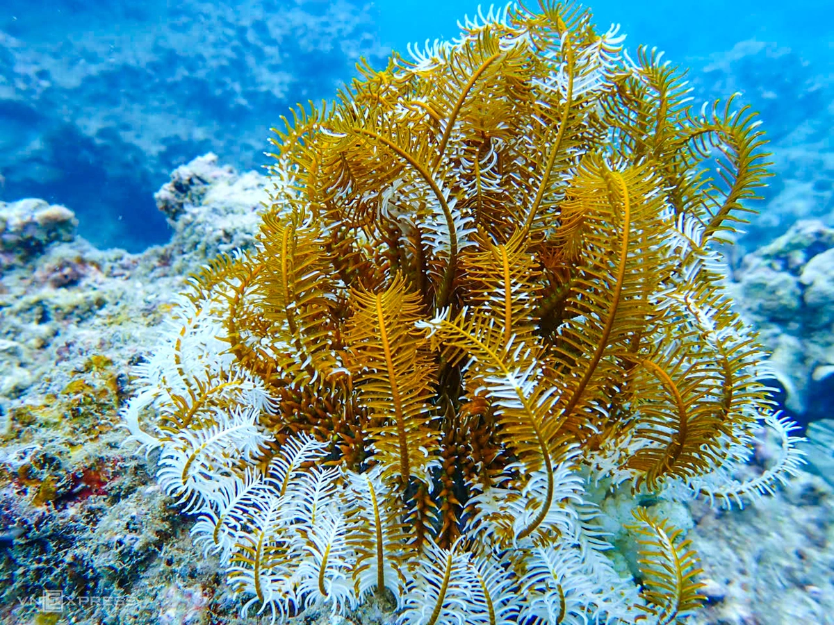 Huệ biển tại rạn san hô Hòn Chồng thuộc lớp Crinoidea, ngành Da gai. Loài này phân bố từ vùng nước nông đến biển sâu; các loài không có cuống còn được gọi là "sao biển lông".