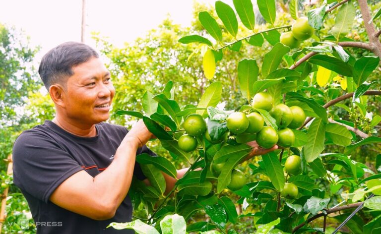 Trồng hồng socola chịu mặn, lãi hơn nửa tỷ đồng mỗi năm