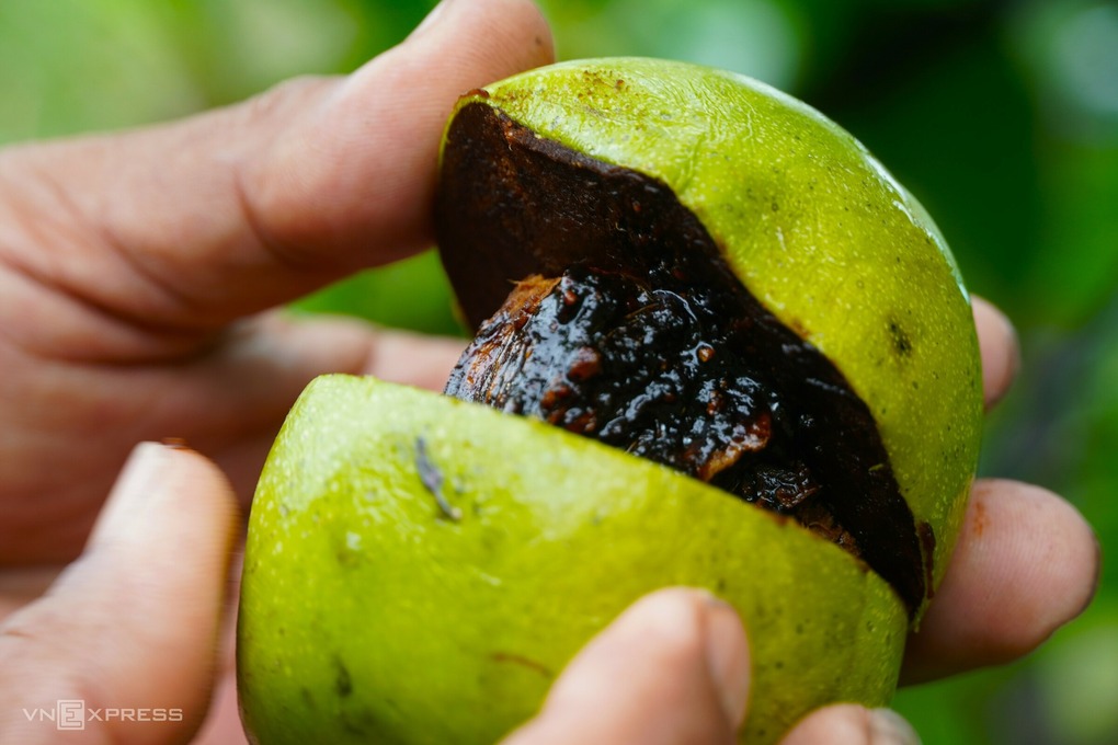 Ruột trái hồng có màu đặc trưng giống như socola. Ảnh: Chúc Ly