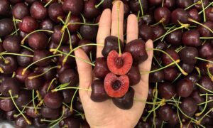 Cherry Mỹ về Việt Nam đắt gần gấp đôi