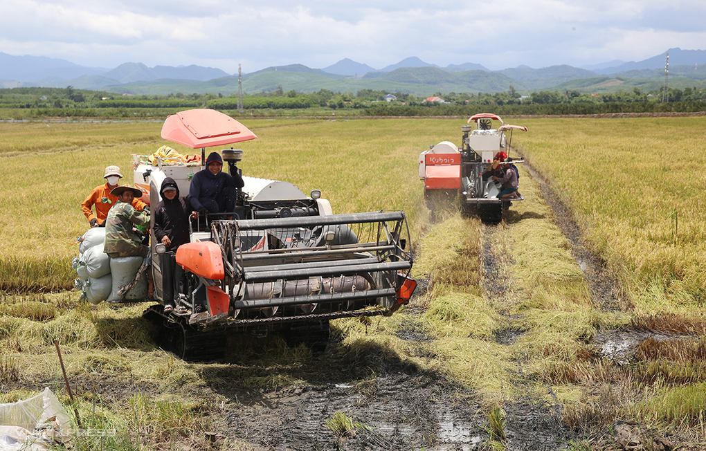 Để thu hoạch 22 hecta lúa, anh Khánh thuê hai máy gặt đập liên hợp, dự kiến ba ngày mới xong. Ảnh: Đắc Thành